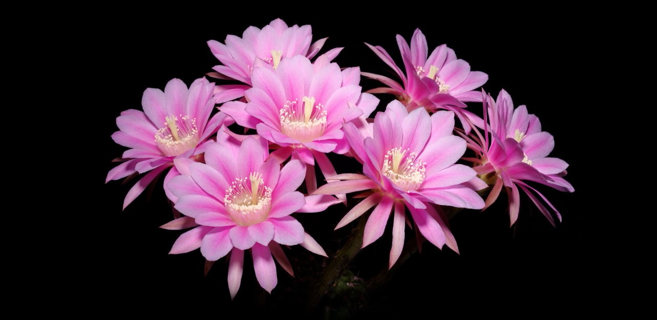 Exclusive Flora for Rare Collectors