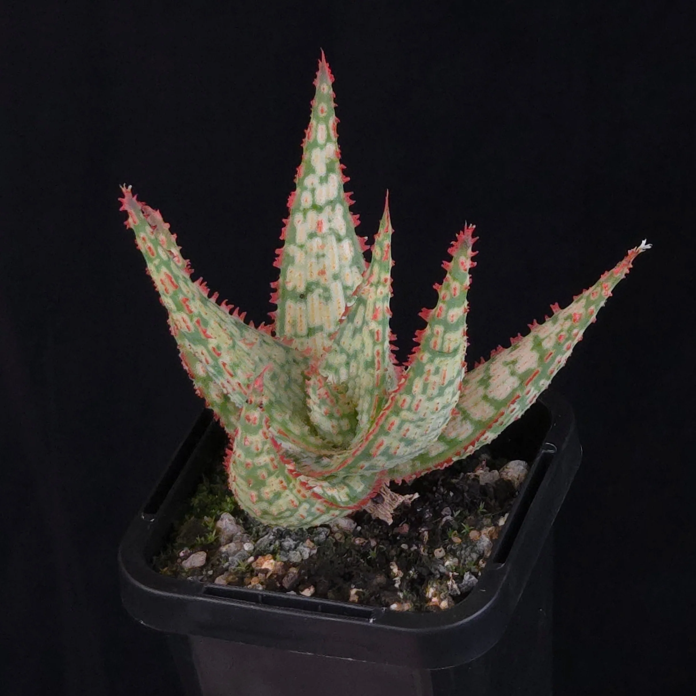 Product image 22