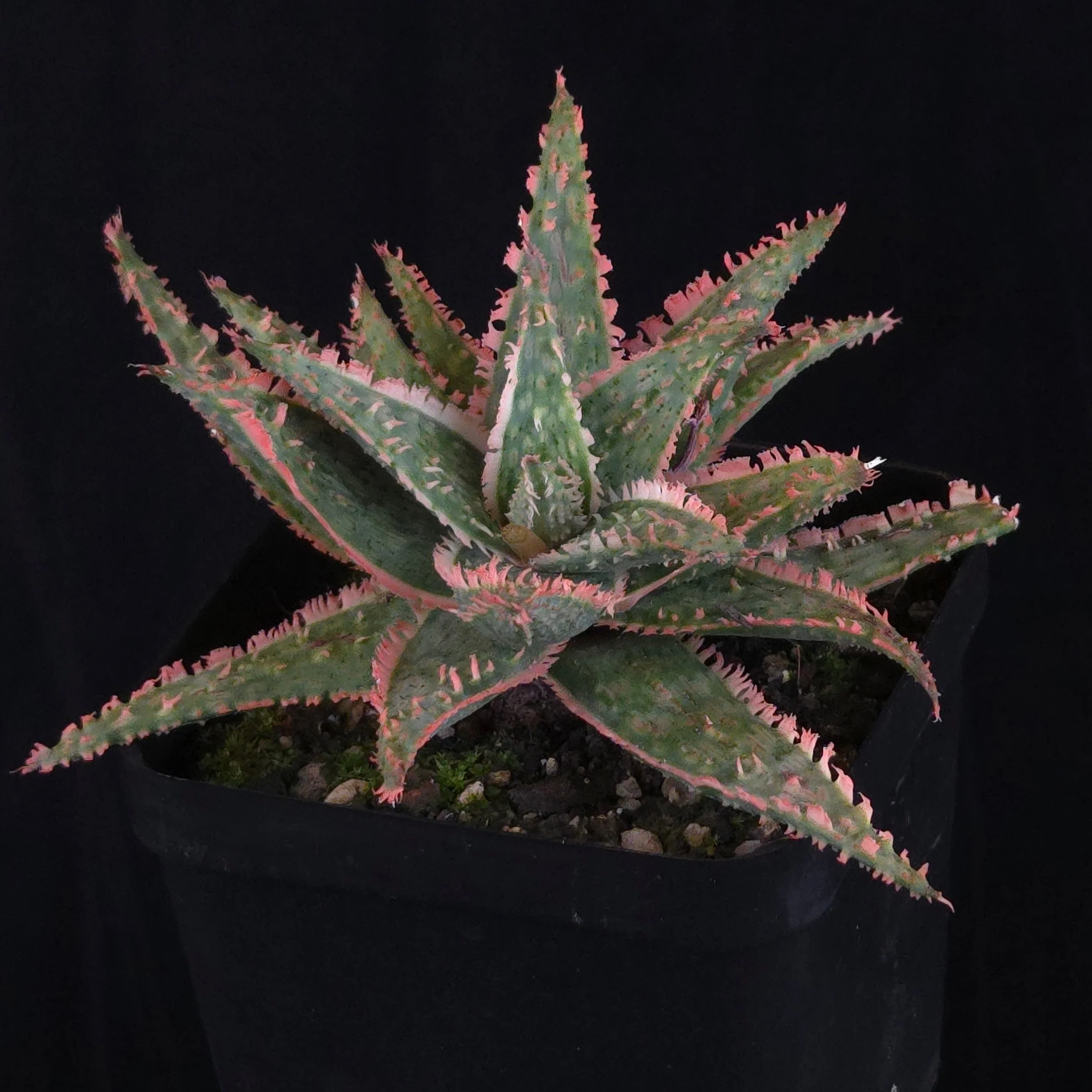 Product image 27