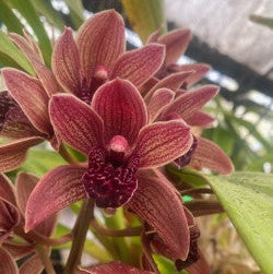 Orchids For Sale