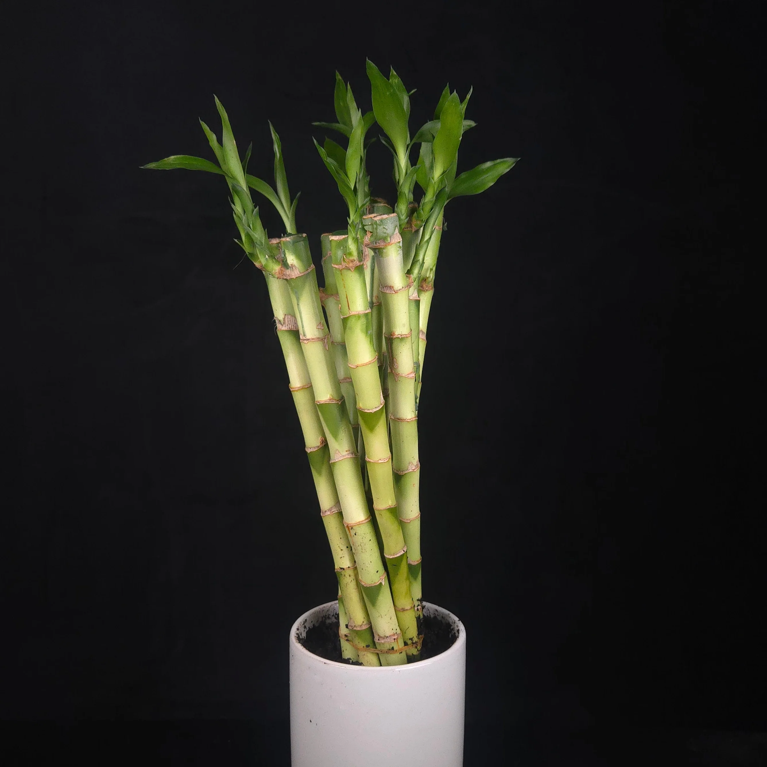 Indoor Plants