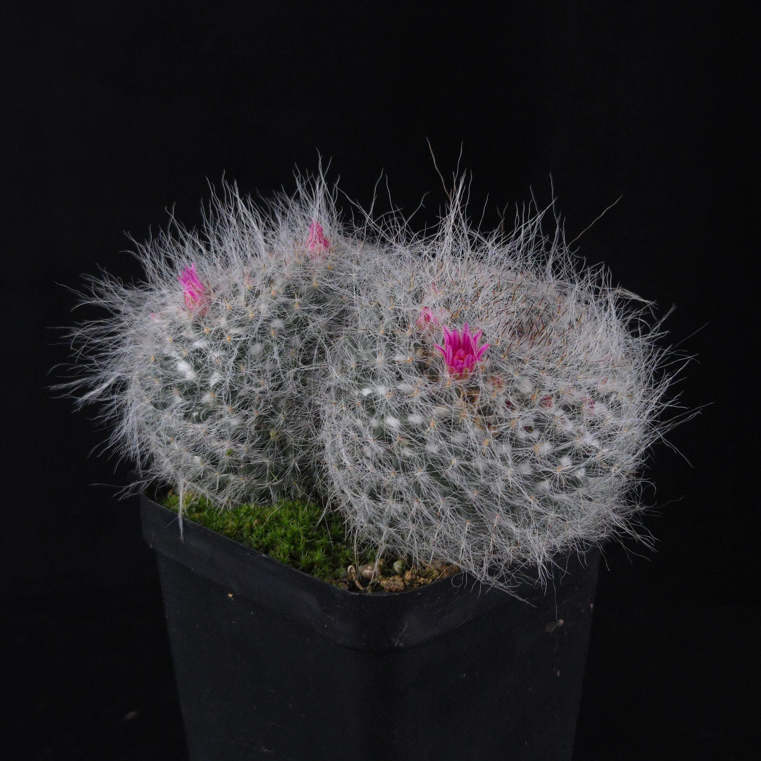 Cacti and Succulents